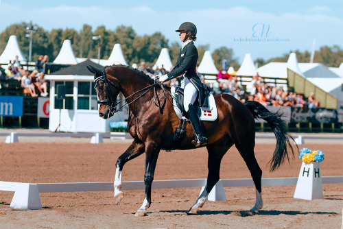 dressage horses