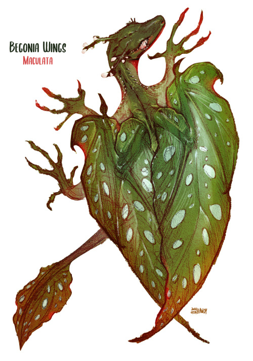 Begonia Wings #begonia#plant#begonia maculata#dragon#creature#creature design#animal#monster#reptile#art#drawing#sketch#concept art#hawdy#original