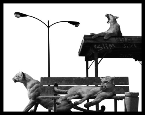 ianbrooks:  Migration by Nick Pedersen It’s really only a matter of time before animals retake the land we stole from them. They’re probably just bidding their time, waiting, and pretending not be capable of organizing and strategizing against us.