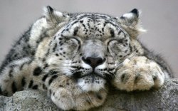 weallheartonedirection:  Unlike many other big cats, snow leopards are not aggressive towards humans. There has never been a verified snow leopard attack on a human being.