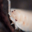 paleopillbug
