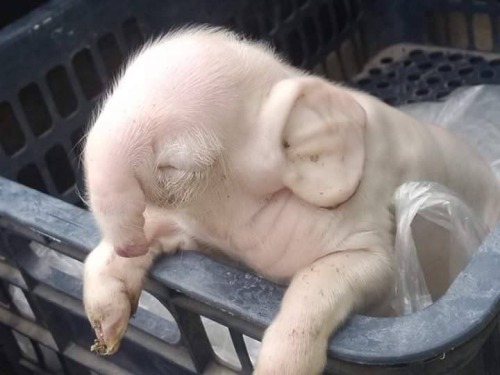 melbelbutterfly:clownhysteria:“Deformed pig w/ large ears and elephants nose” well I think they’re  