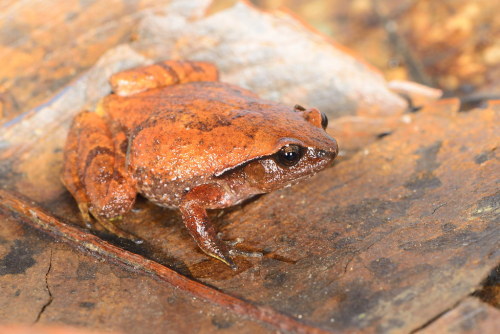 frogs-from-bogs:Rhombophryne botabota by Mark Scherz ‘botabota’ is a Malagasy word meani