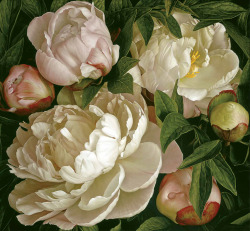 laclygrantham:Peony Gardenia by Mia Tarney