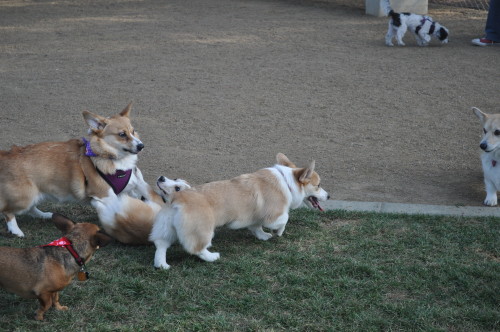 Porn rhysthecorgi:  More pictures from the park! photos