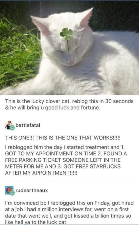 awwsfordays:  Lucky Clover Cat