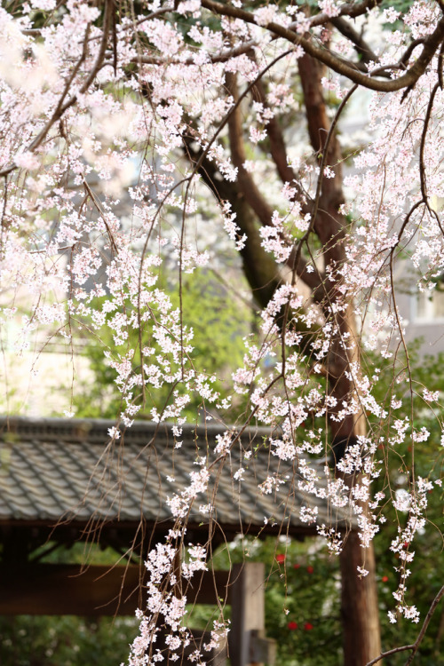 son-0f-zeus:drooping cherry blossoms. 六義園 by cate♪ { flic.kr/p/e5Wmji }