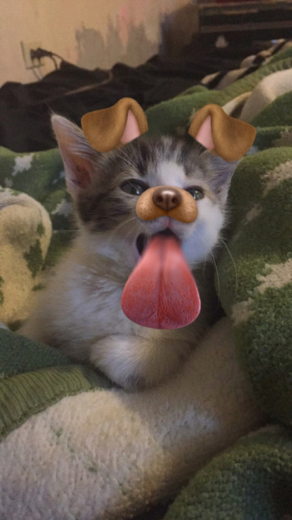 Snapcat