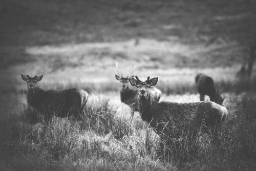 Glen Etive May 2016