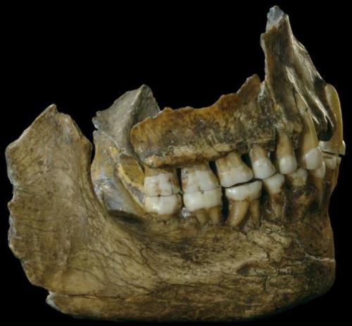 Bones from two Neanderthals found in Grotte de Spy (Namur, Belgium)  They may be 36 – 40,000 years o