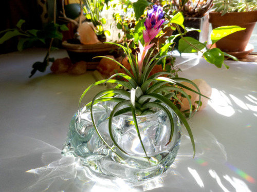 Airplant and sleeping kitten // Etsy