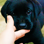 bronzedpearlsx:  I NEED A SECOND PUPPY NOW 