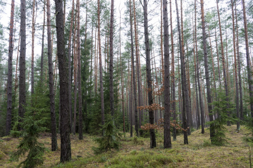 forest lll by Aurelijus Žemgulis