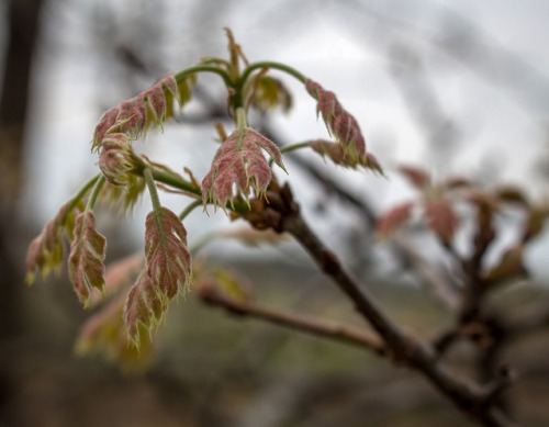 microcosmicobservations: Soft unfurling of a fern, oak, and shagbark hickory. Facebook | YouTube | K