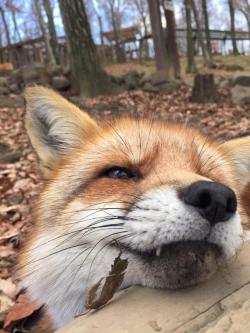 Kawaii-Animals-Only:  You Can Visit Freely Roaming Foxes At Zao Fox Village In Miyagi