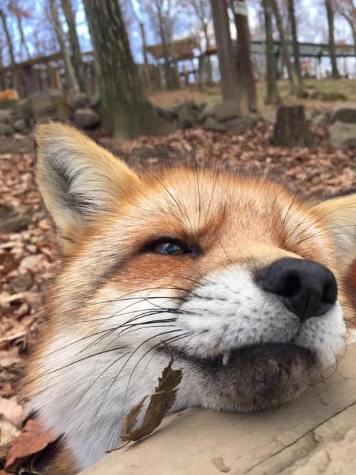 kawaii-animals-only:  You can visit freely roaming foxes at Zao Fox Village in Miyagi prefecture, Japan. 