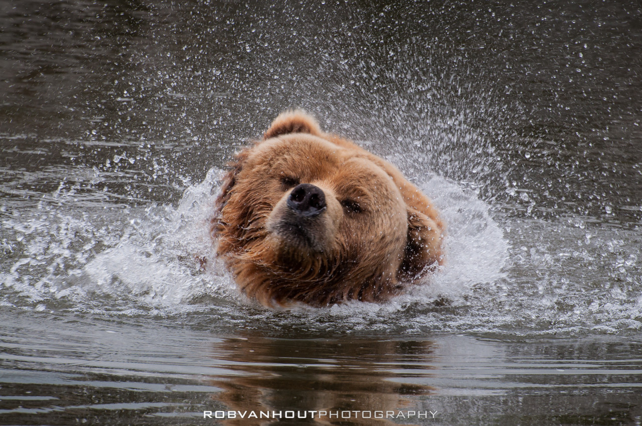 fuck-yeah-bears:  Kodiak Bear by Rob van Hout