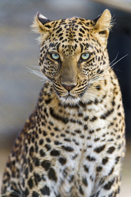 bigcatkingdom:  Serious but beautiful Choetta (by Tambako the Jaguar)