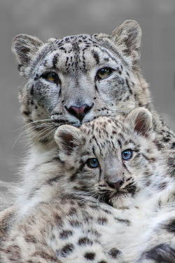 beautiful-wildlife:  Mother and Son by Johannes