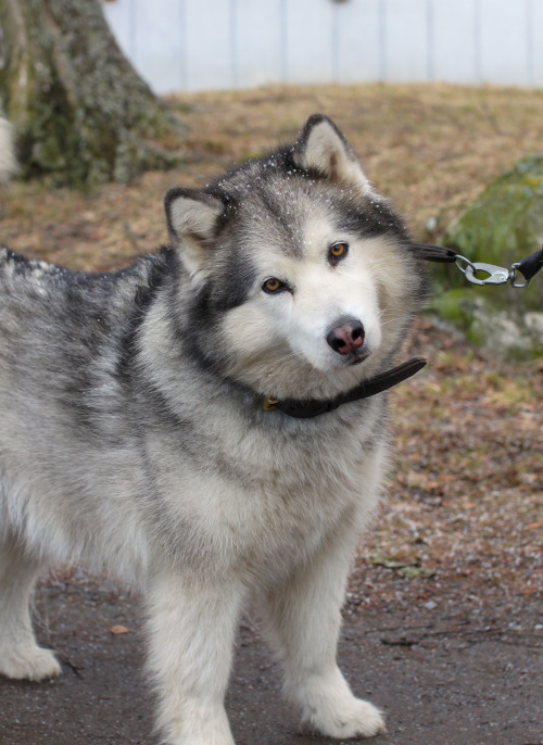 Taika, Alaskan malamute