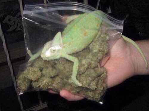 golfgalaxy: that caterpillar bout to get zooted