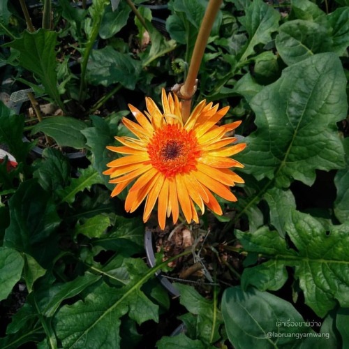 #เยอบีร่า #gerbera #colourful #flowers #botany #botanicalgarden #samkok #pathumthani #thai #plant #b