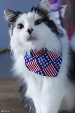 theoreocat: Nose boops for our friends from the USA! Happy 4th of July!