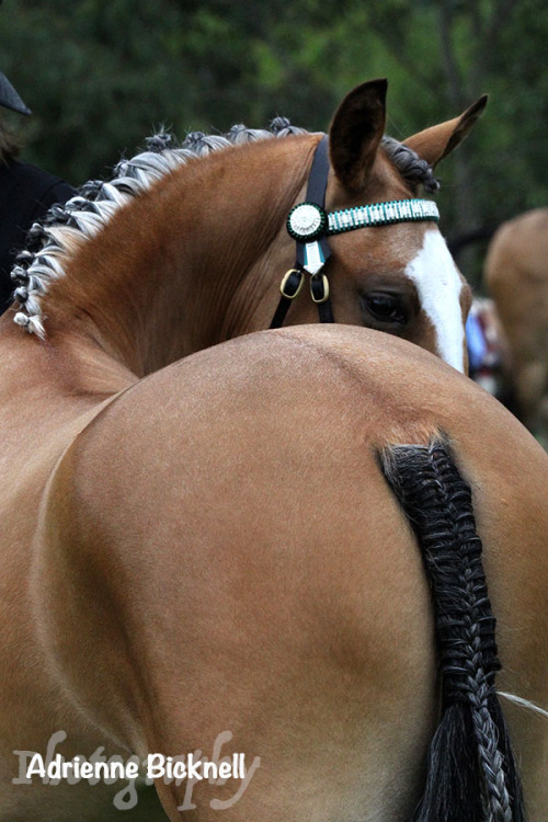 A Study in Buckskin