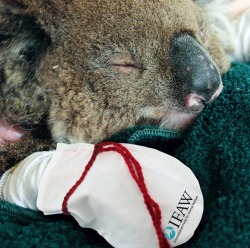 mothernaturenetwork:  You can help injured koalas by sewing mittens for themAs rescuers save the slow-moving marsupials from a recent rash of bushfires in Australia, an animal-welfare group is asking people to sew special mittens to help rehabilitate