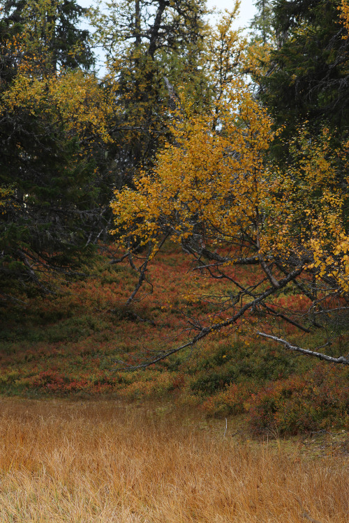 The colours and textures of Vedungsfjällen nature reserve, Dalarna, Sweden.