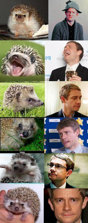 violinist-in-the-tardis: siriuslybenaddicted:  I’m not sorry for the amount of
