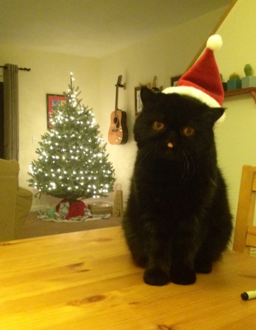 geniuscat:Ho ho hoMerry Christmas Blackberry ❤️