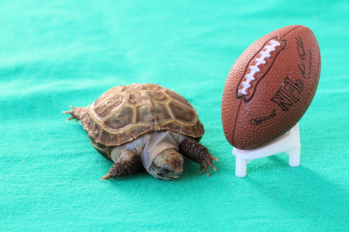 thewhimsyturtle:Super Bowl XLIX, Part 1It’s Super Bowl Sunday! After Ballghazi/Deflategate, c