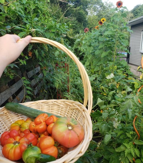 kerrysgardenadventure:Perfect Sunday morning. Picking fresh veggies while looking at these beautiful