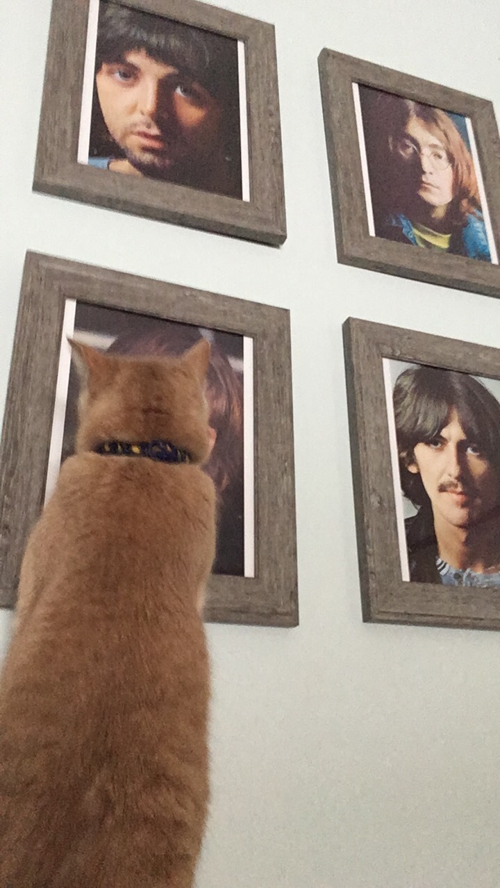 happymondayman:  panini-deaky:  My cats weird obsession with Ringo Starr So recently my cat has become infatuated with a picture of Ringo Starr I have hanging up in my room    He only ever does this with ringo, not George, the only other picture he can