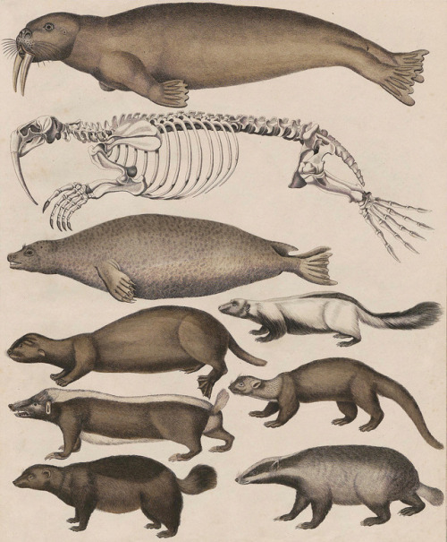 Illustration from Allgemeine Naturgeschichte: für alle Stände - 1843 - via University of Heidelberg
