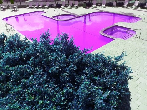 Purple Pool Days