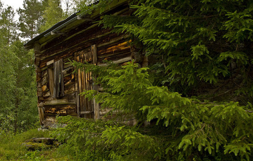 witchedways:nordravn:Old cabin by kjelle392 on Flickr.bewitched forest 