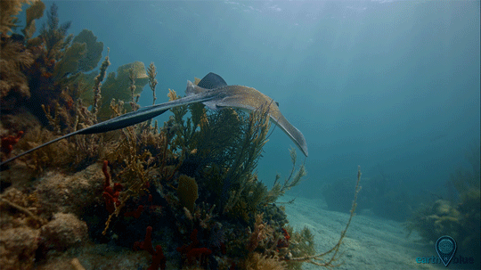 noaasanctuaries:Happy New Year from your National Marine Sanctuary System! 