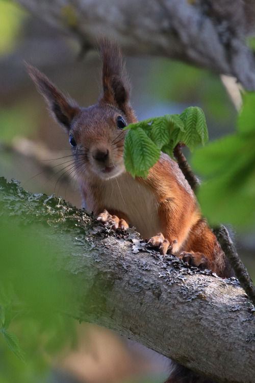 Red squirrel/ekorre. Värmland, Sweden (May 8, 2022).