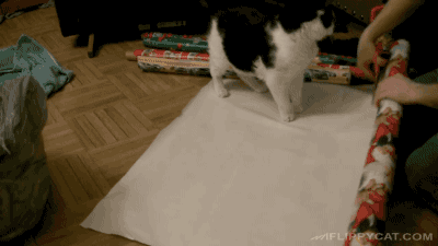 Porn Pics gifsboom:How To Wrap A Cat For Christmas.