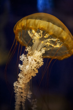 oceanographic:  West Coast Nettle (by Ali Majdfar) 