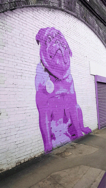 behindmyspecs:Puggin’