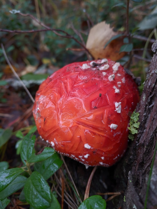 Frozen Amanita muscaria aka fly agaric.