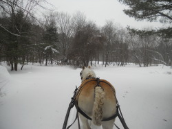 This is what my day consisted of. Mr. Mick here pulled each of us around the field one each, with his owner, who drove. He loves his sleigh and in so handsome pulling it, don&rsquo;t you agree? 