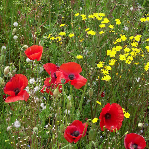 Wild flowers, Seisdon