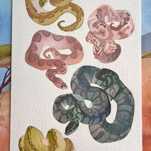 rozenn-blog:Snakes! They’ll be available as stickers on my shop soon!Whitenights watercolor, colorex