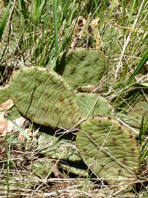 fatehbaz:crypto-botanist:Eastern prickly pear (opuntia humifusa)Even after reading about these being