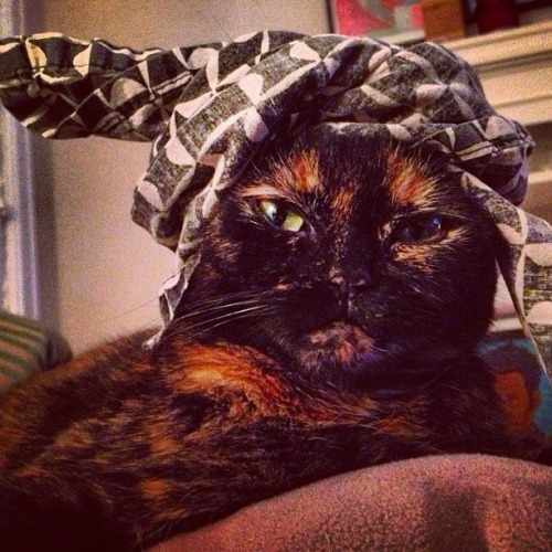 Turban Tortie Torture (by BradFromAustin)