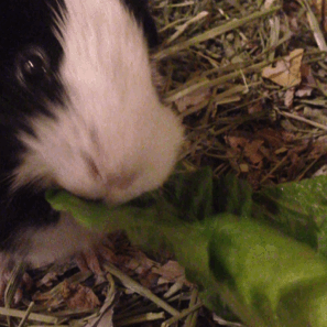 Nom Nom Nom Nom
